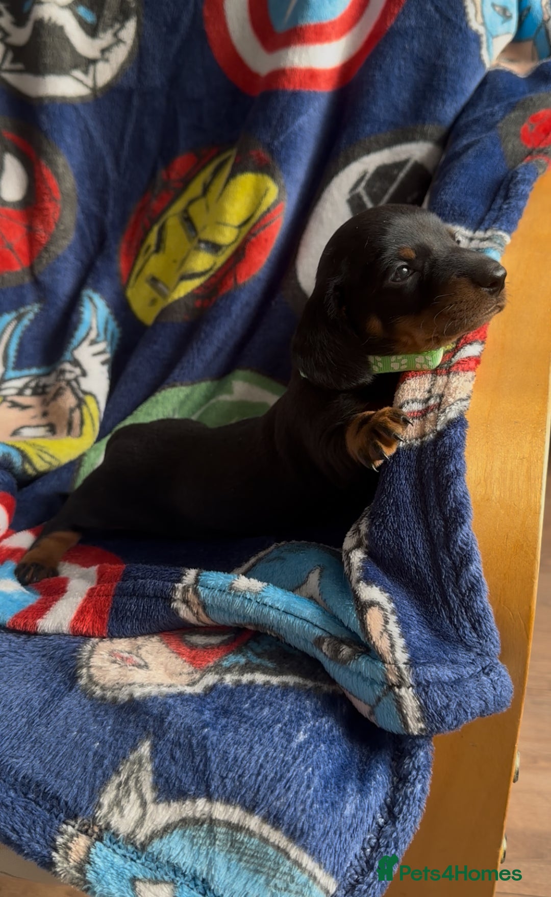 Miniature Dachshund dogs for sale: Adorable Black and Tan boy miniature dachshund - Image 5