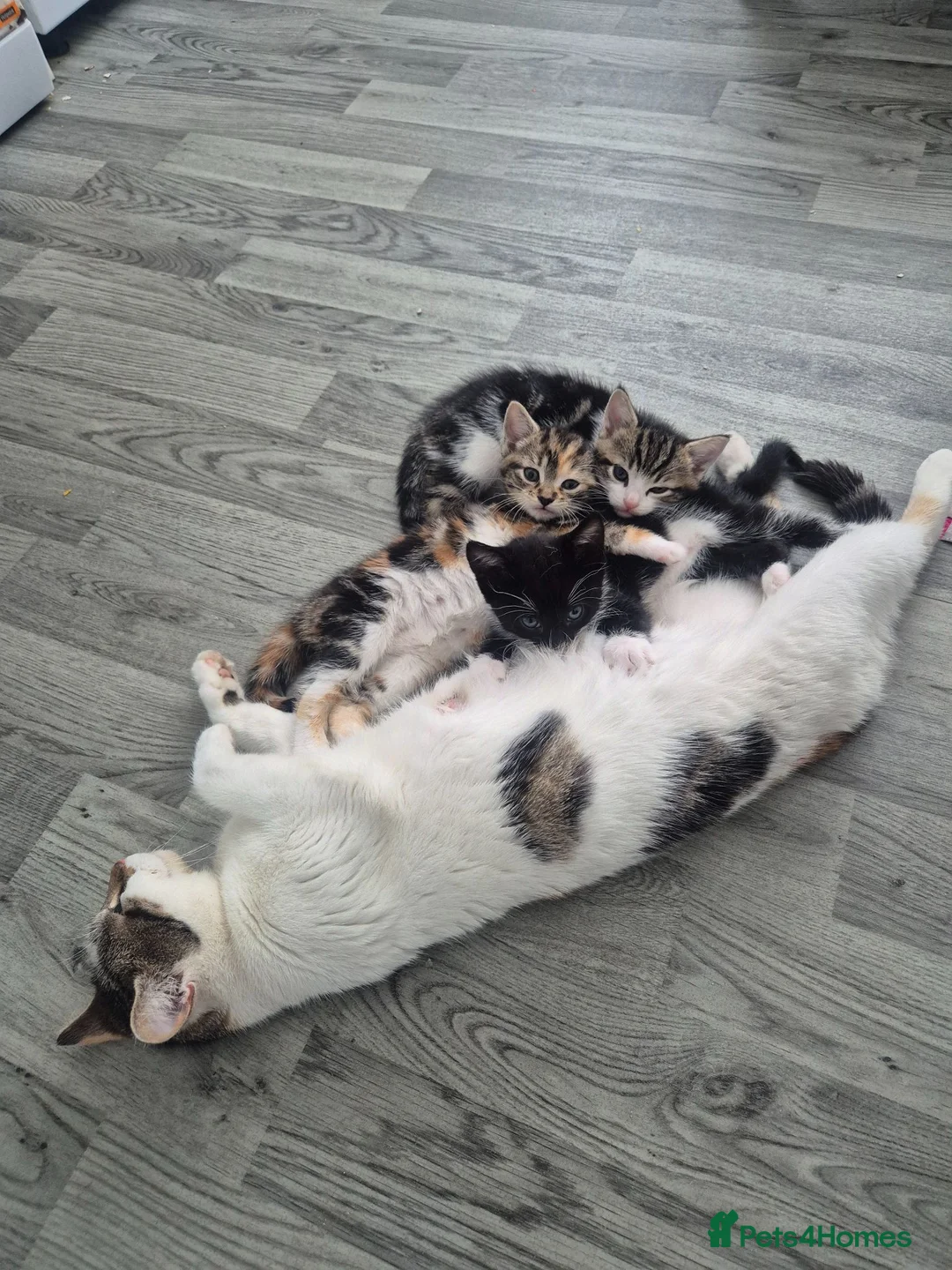 Mixed Breed cats for sale: Cute adorable female kitten - Advert 2