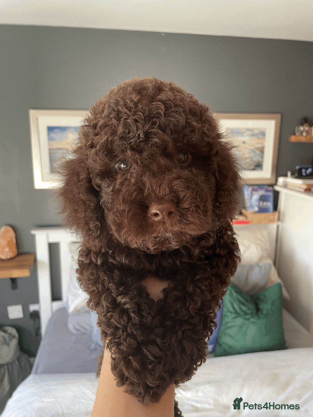 Cockapoo dogs for sale: F1b Toy Cockapoo puppy - Advert 5