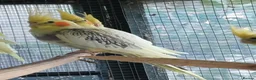 Cockatiels birds for sale: Baby cockatiels for sale, ready now - Advert 3