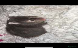 Hamster rodents for sale: Baby hamsters - Advert 5