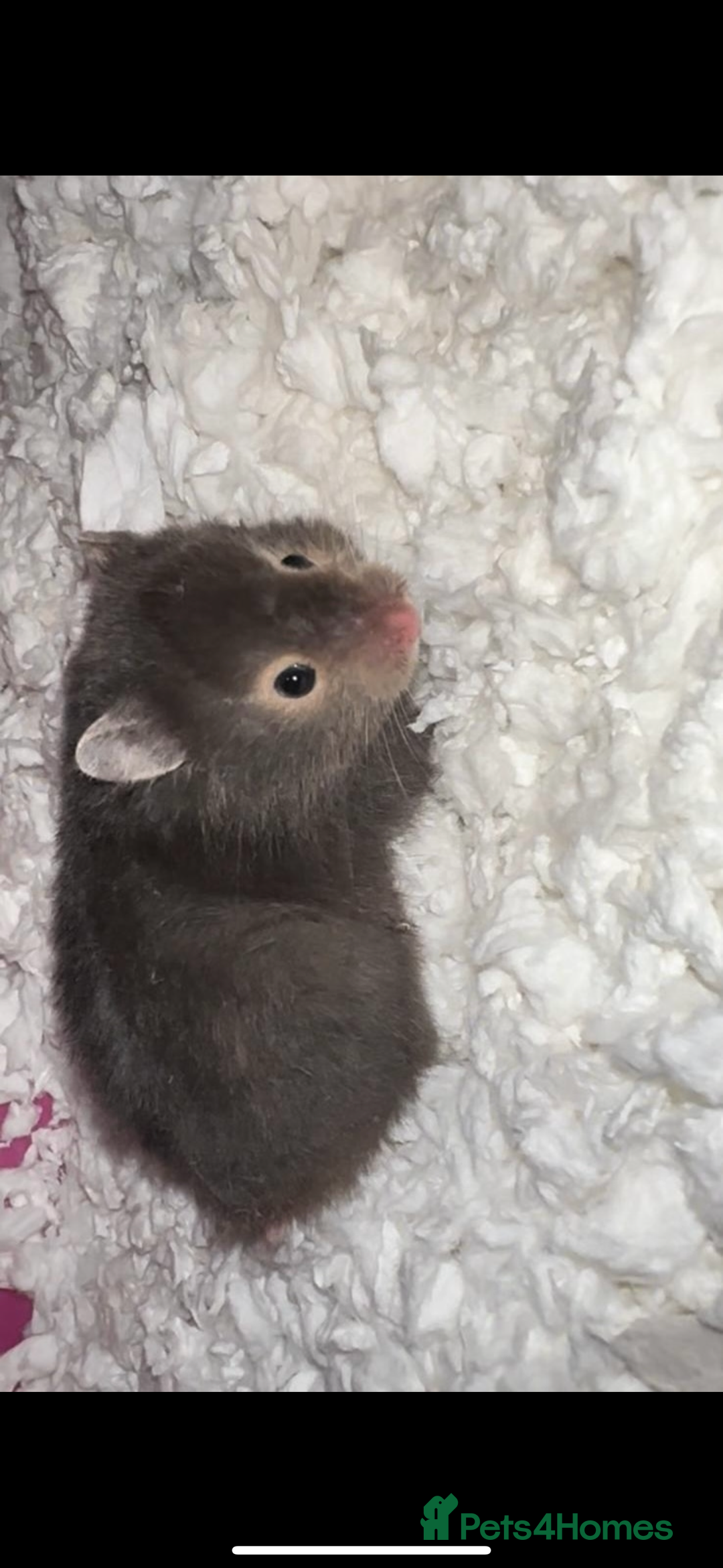 Hamster rodents for sale: Baby hamsters - Advert 5