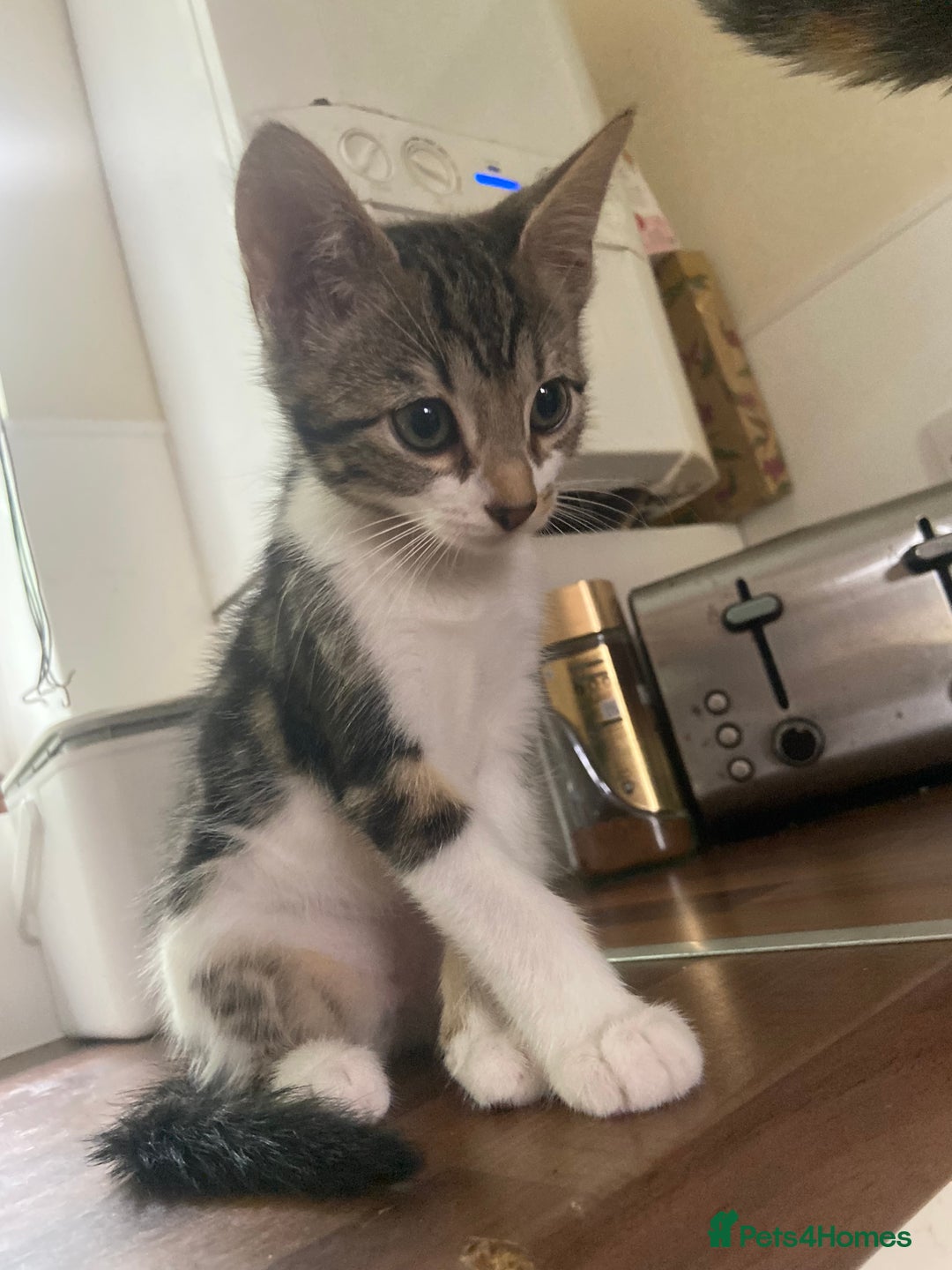 Bengal cats for sale: adorable bengal/tort kitties for sale - Image 5