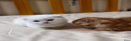 Scottish Fold cats for sale: Scottish Straights & Folds  - Advert 20