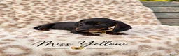 Miniature Dachshund dogs for sale: Blue and tan and Black and Tan Dachshund - Advert 4