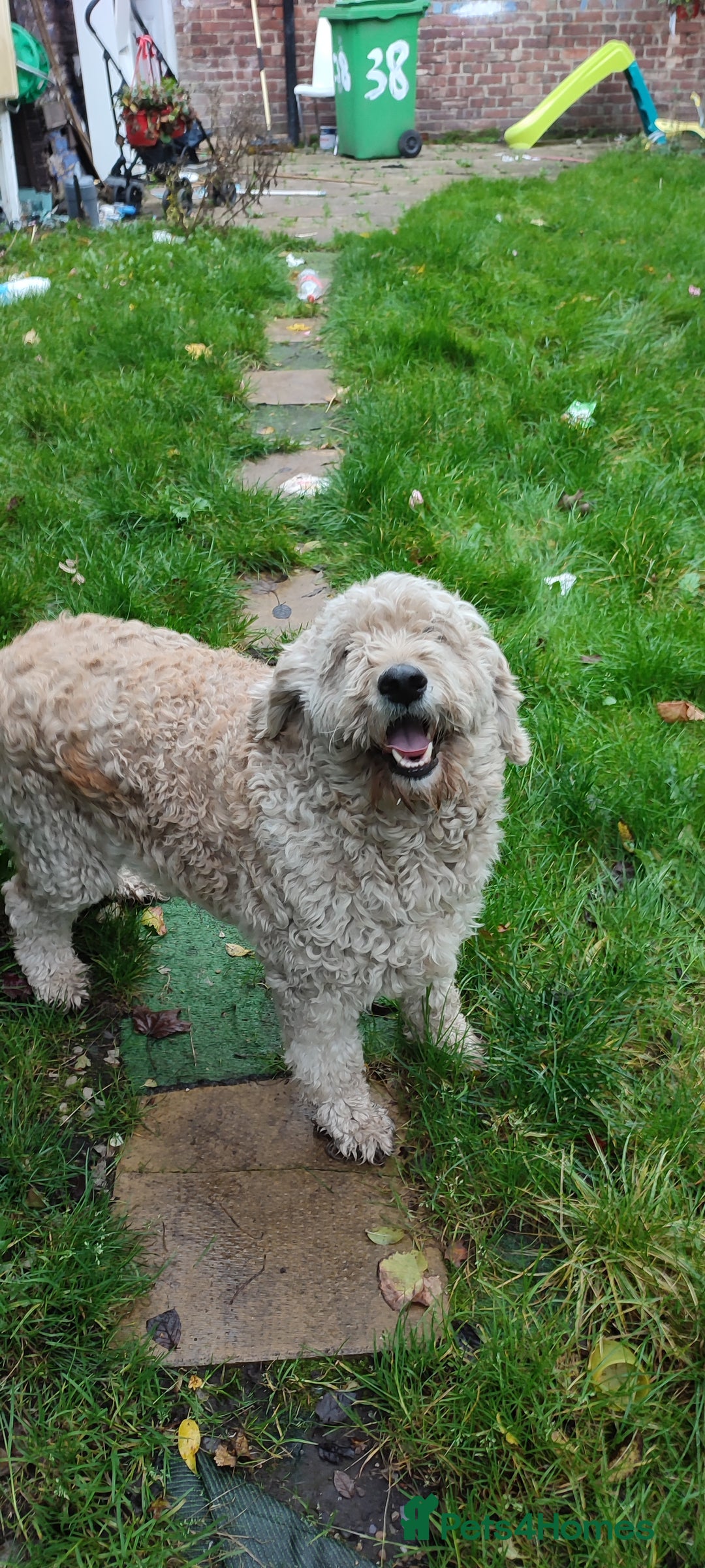 Goldendoodle dogs for sale: Golden doodle 5 year old female  - Image 8