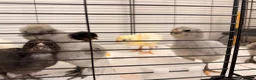 Mixed Breed birds for sale: 🐣 [Show-Quality & Healthy Chicks for Sale] - Advert 9
