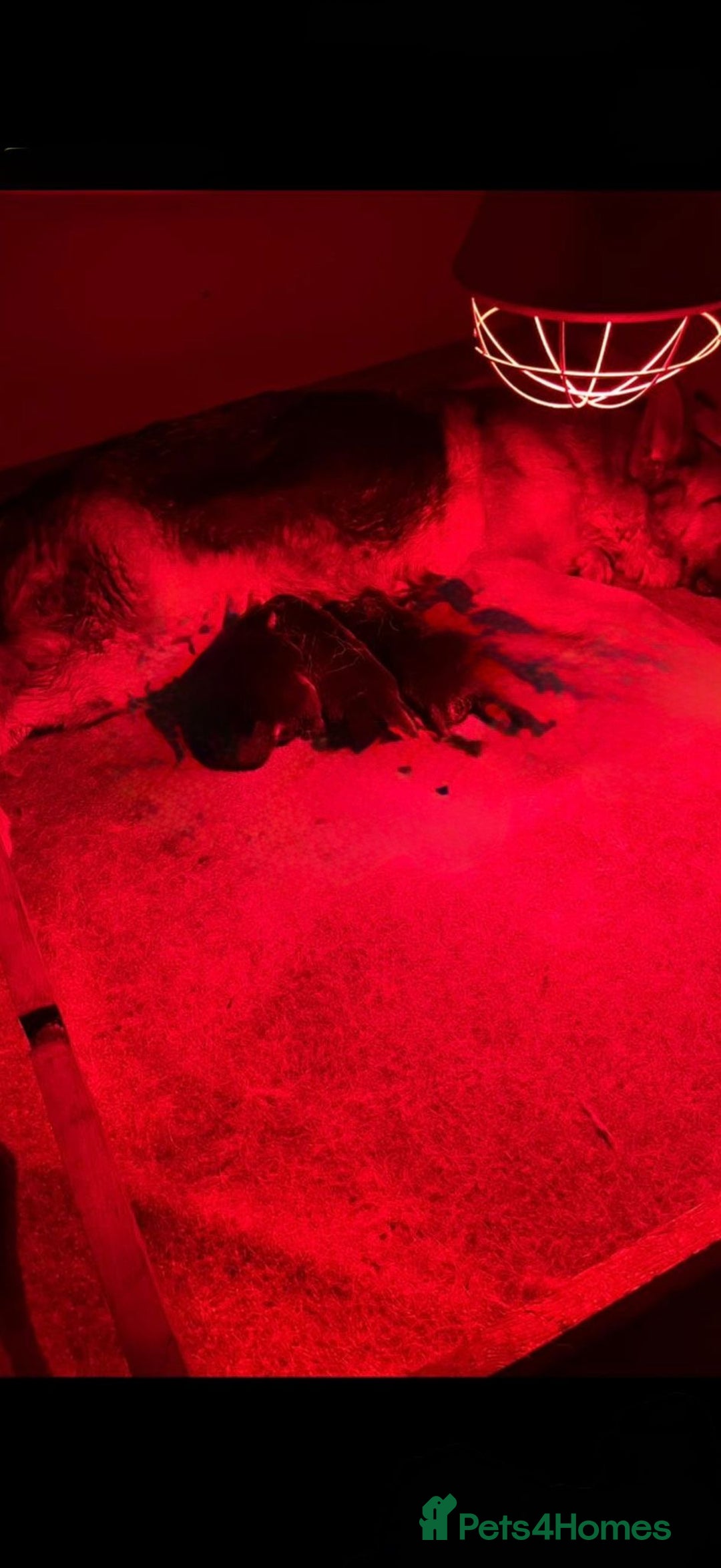 German Shepherd dogs for sale: German Shepard puppies  - Advert 17