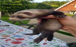 Ferret rodents for sale: Ferrets for sale  - Image 3