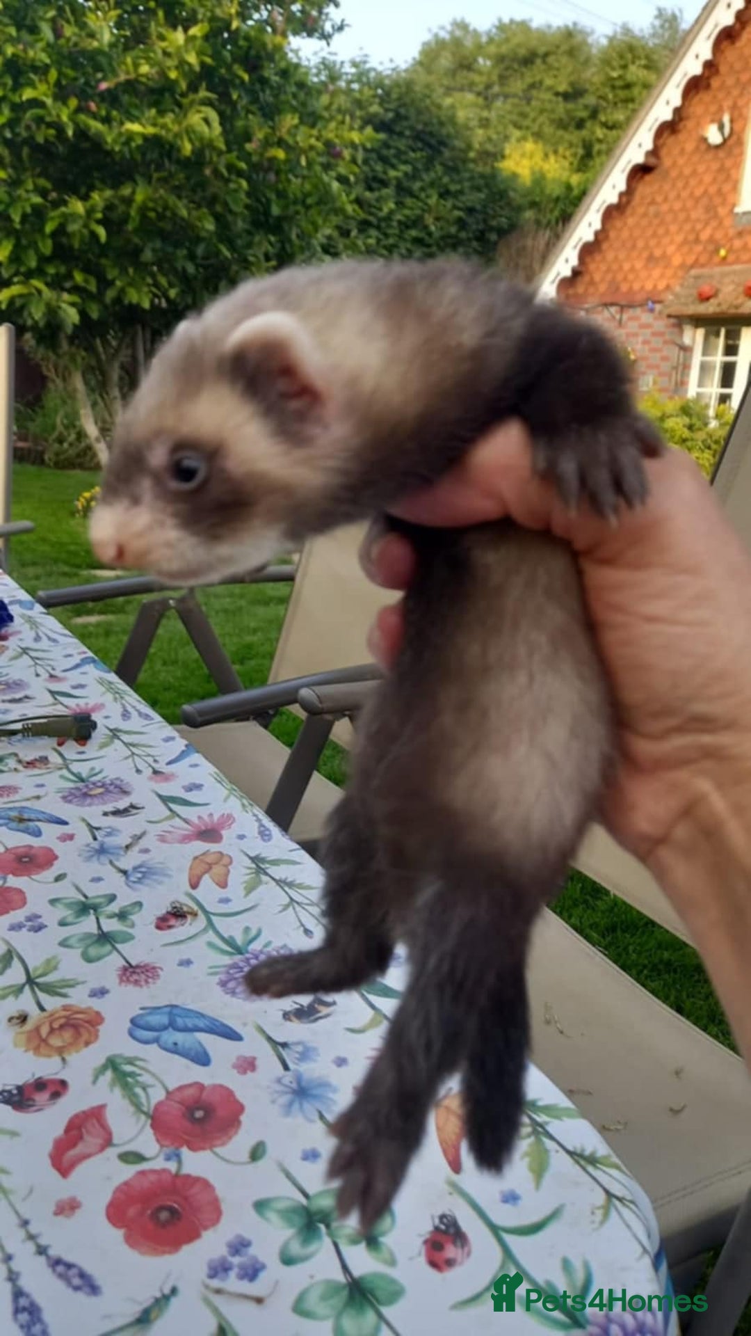 Ferret rodents for sale: Ferrets for sale  - Image 3