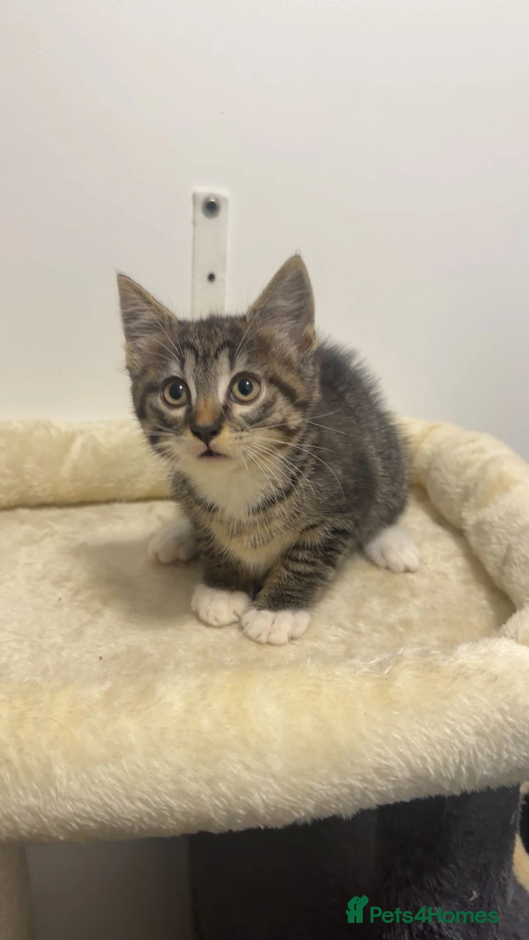 Mixed Breed cats for sale: Tabby kitten  - Advert 4