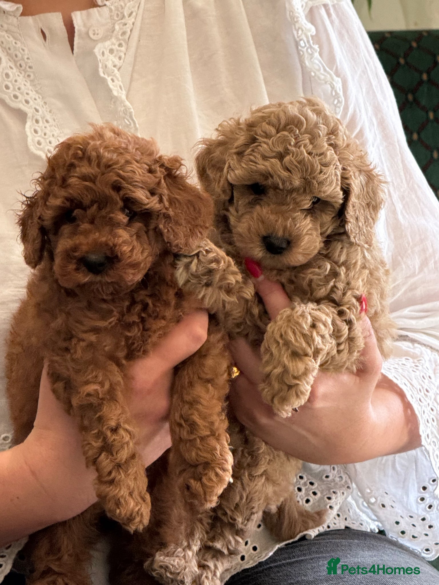 Toy Poodle dogs 5 star Toy Poodle Puppies KC Registered 4 Girls  - Advert 7