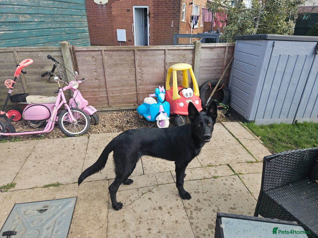 German Shepherd dogs for sale: Female German Shepard - Advert 2