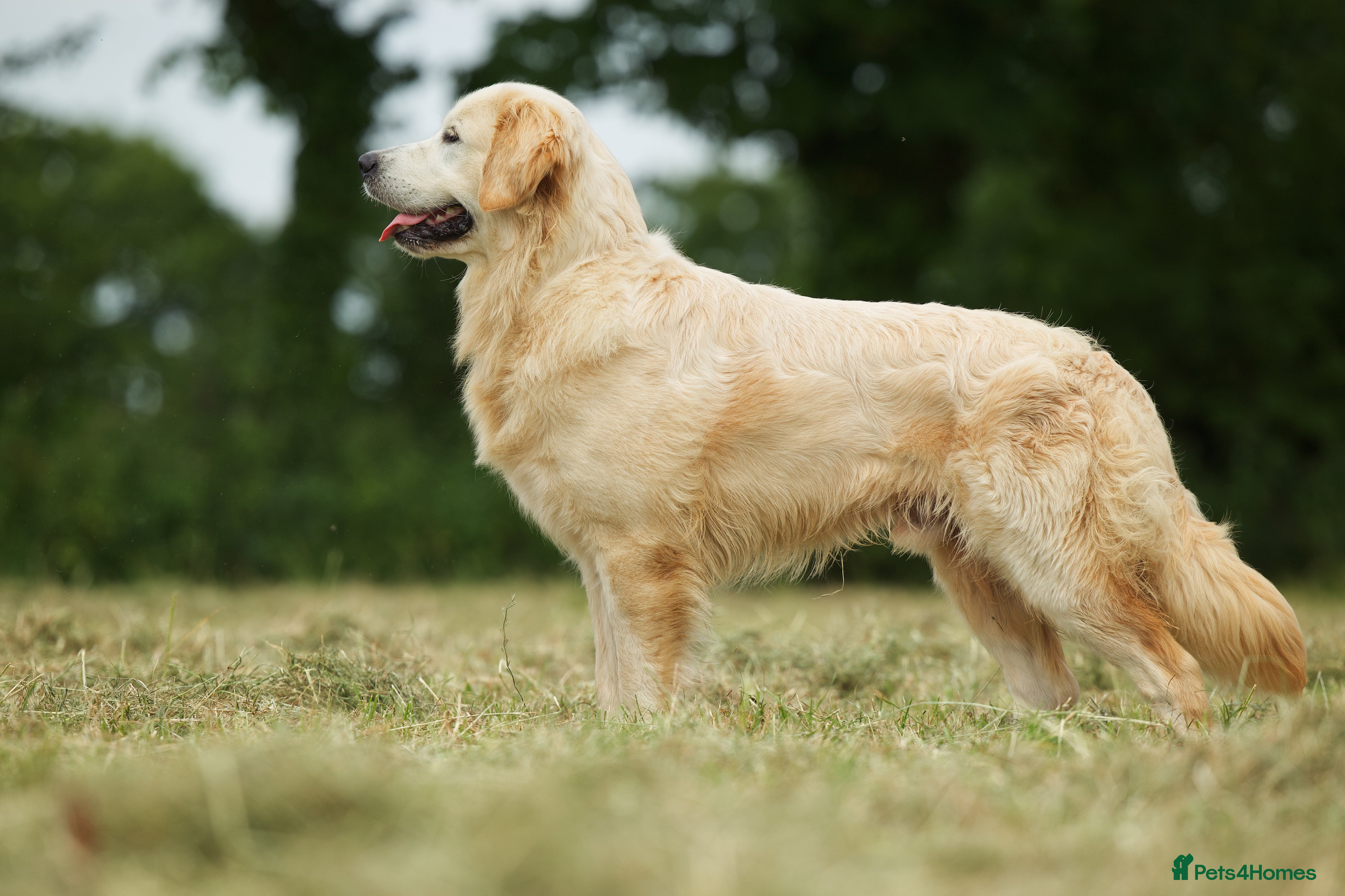 Golden Retriever dogs Beautiful proven golden retriever for stud - Advert 23