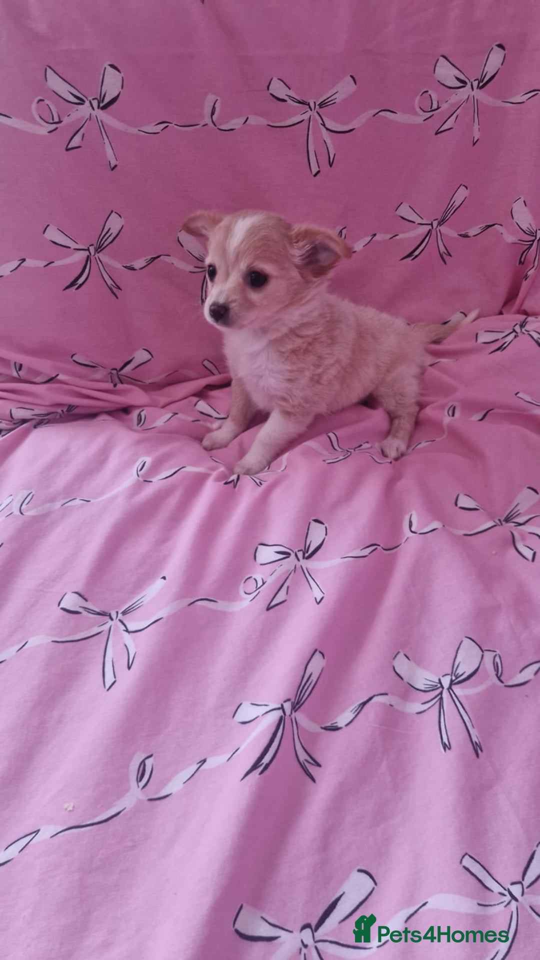 Chihuahua dogs for sale: Chihuahua puppies - Advert 6