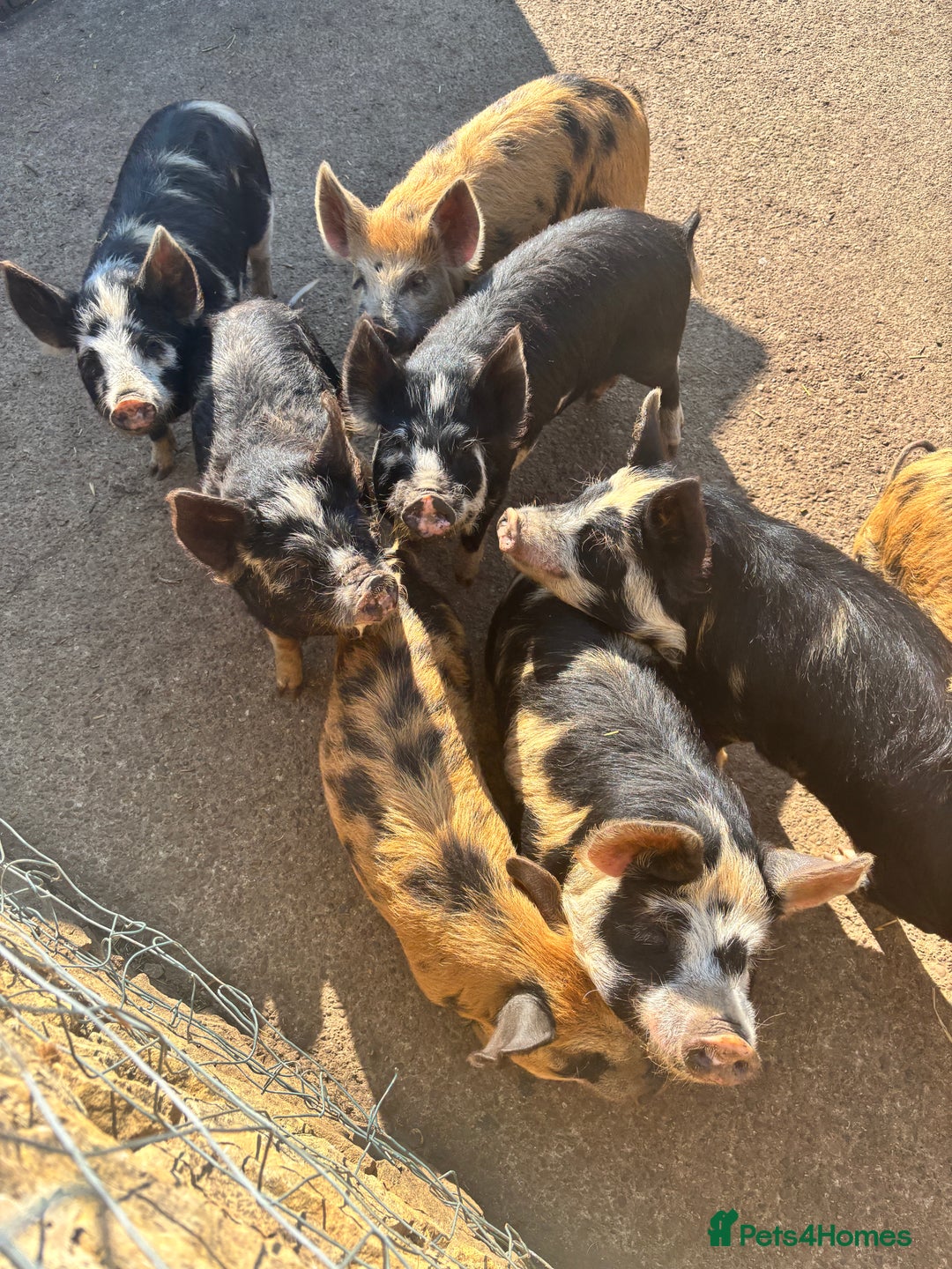 Pig livestock for sale: Gorgeous Kune Kune Piglets for sale - Image 2