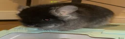 Chinchilla rodents for sale: Two RPA female Chinchillas - Advert 3