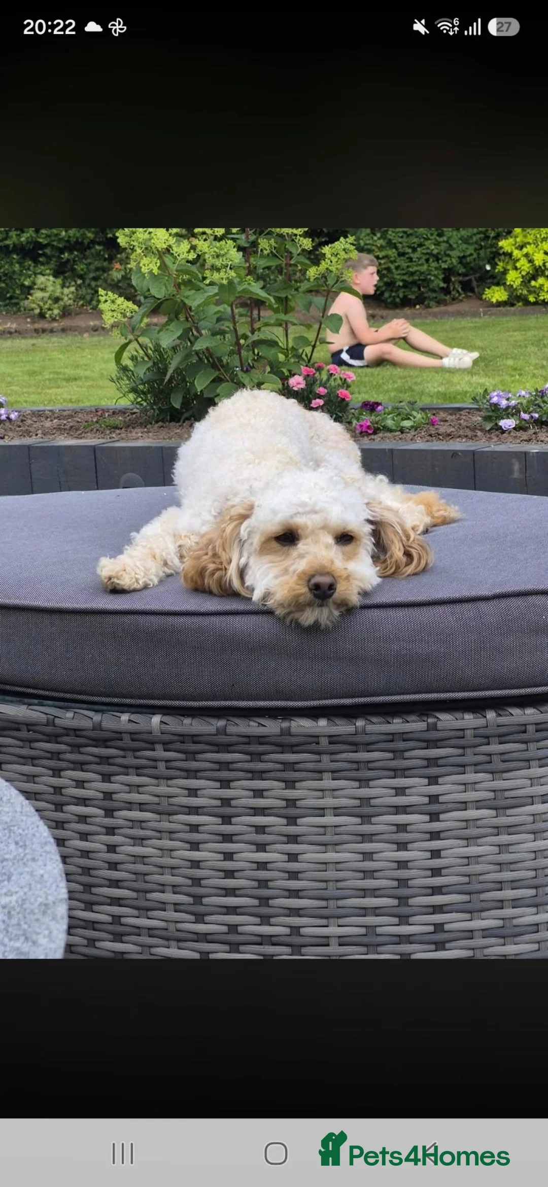 Cavapoo dogs for sale: Cavapoo - Advert 2