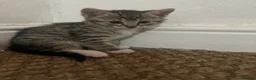 Abyssinian cats for sale: Kitten for sale - Advert 12
