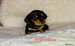 Miniature Dachshund dogs for sale: PRA clear super looking puppies - Image 5