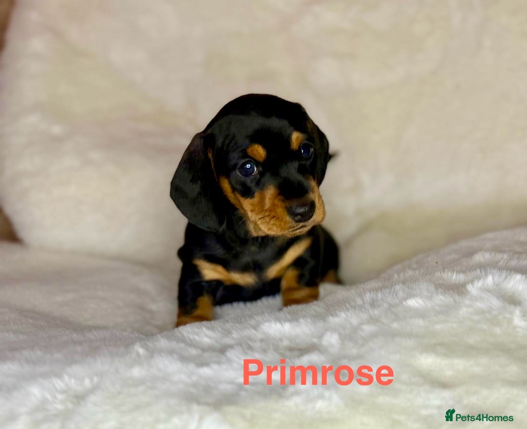 Miniature Dachshund dogs for sale: PRA clear super looking puppies - Image 5