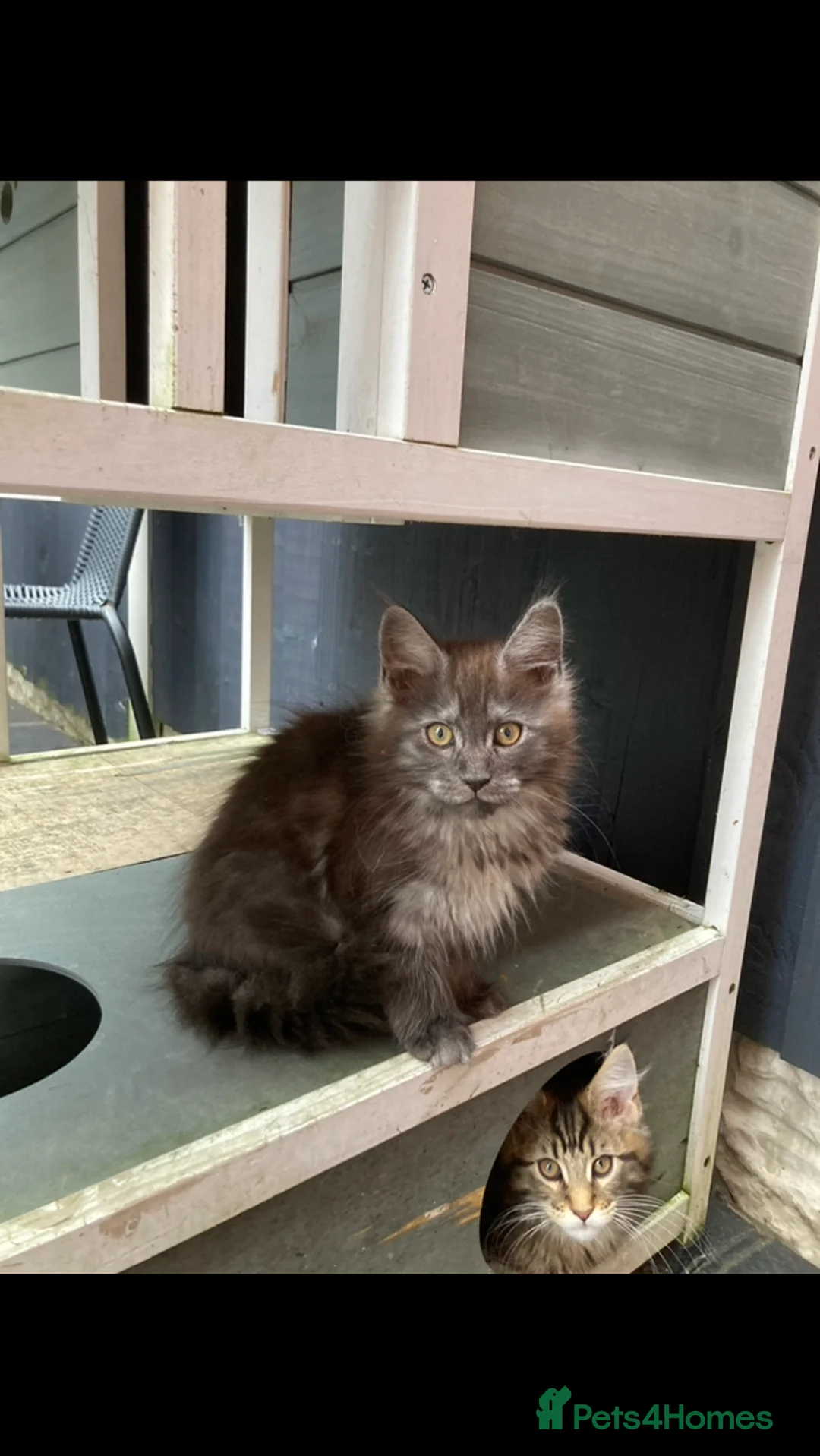 Maine Coon cats for sale: Silver Tabby Maine coon kittens - Advert 9
