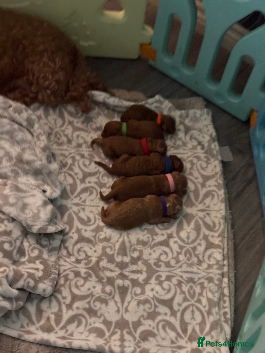 Cockapoo dogs for sale:  F1b Miniature Cockapoo Puppies fox red colour  - Advert 4