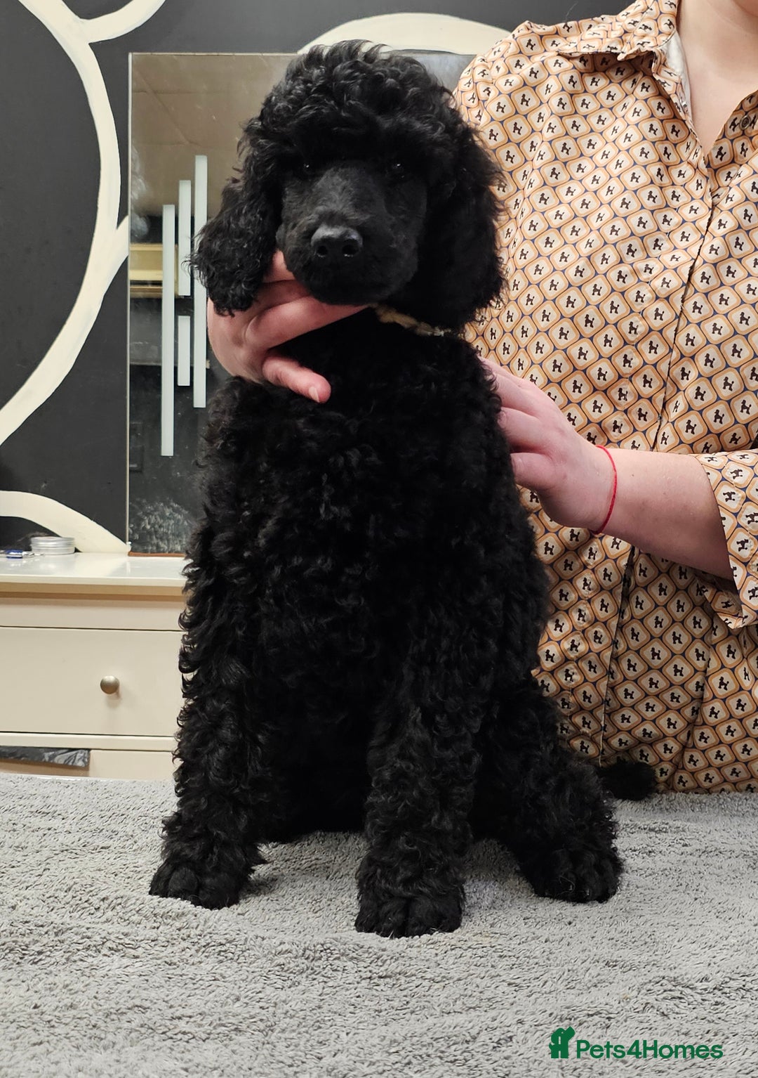 Standard Poodle dogs for sale: KC Standard poodle puppies🐩 - Advert 15