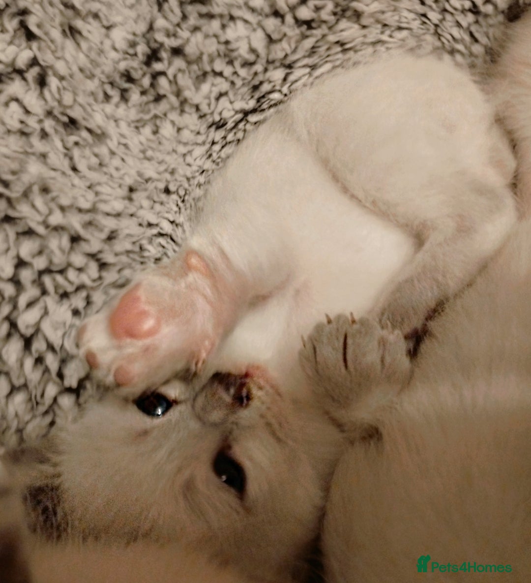 Siamese cats for sale: Absolutely EXCEPTIONAL Snow Kittens - Image 8