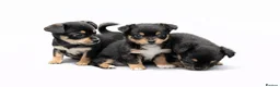 Chihuahua dogs for sale: Beautiful Chihuahua puppies for sale  - Advert 2