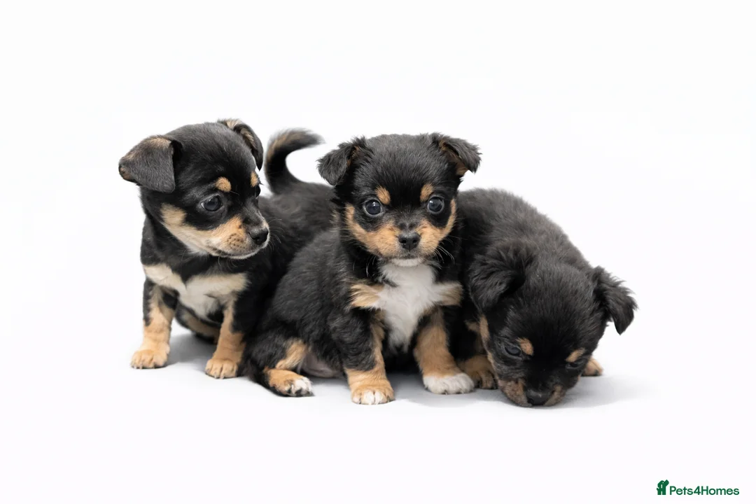 Chihuahua dogs for sale: Beautiful Chihuahua puppies for sale  - Advert 2