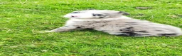 Border Collie dogs for sale: Specialist Bred Border Collie Pups Merle - Advert 9