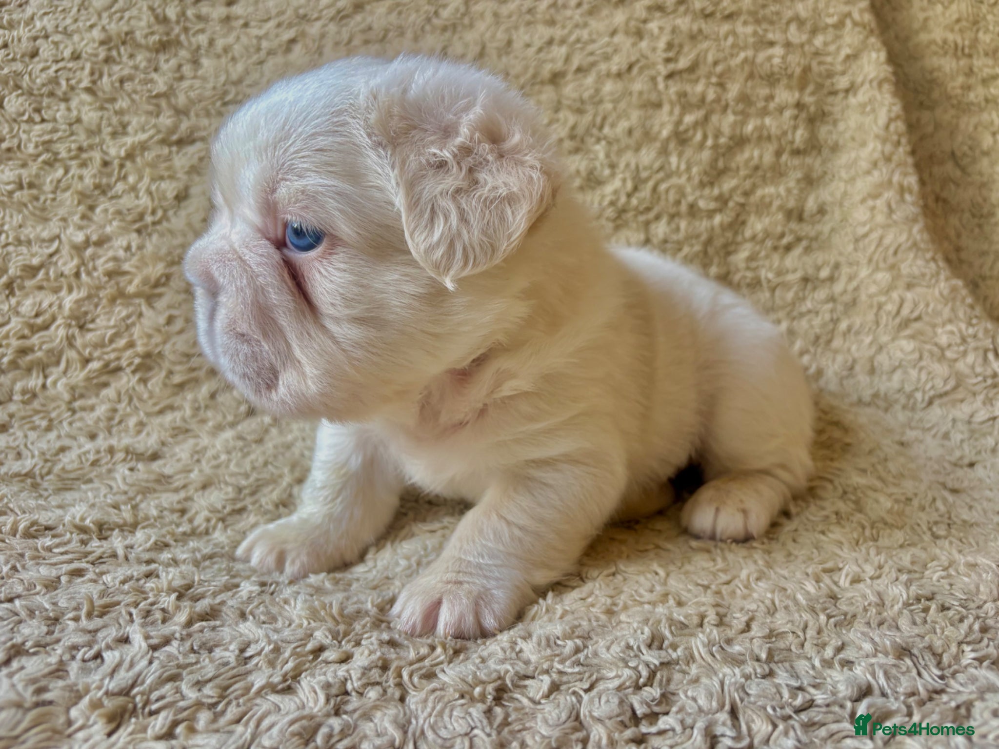 French Bulldog dogs for sale: French Bulldog Babies Ready Soon - Advert 8