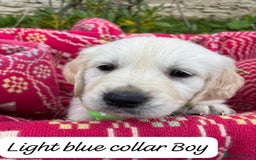 Golden Retriever dogs for sale: ❤️ Superb Litter of Golden Retriever Puppies ❤️ - Image 4
