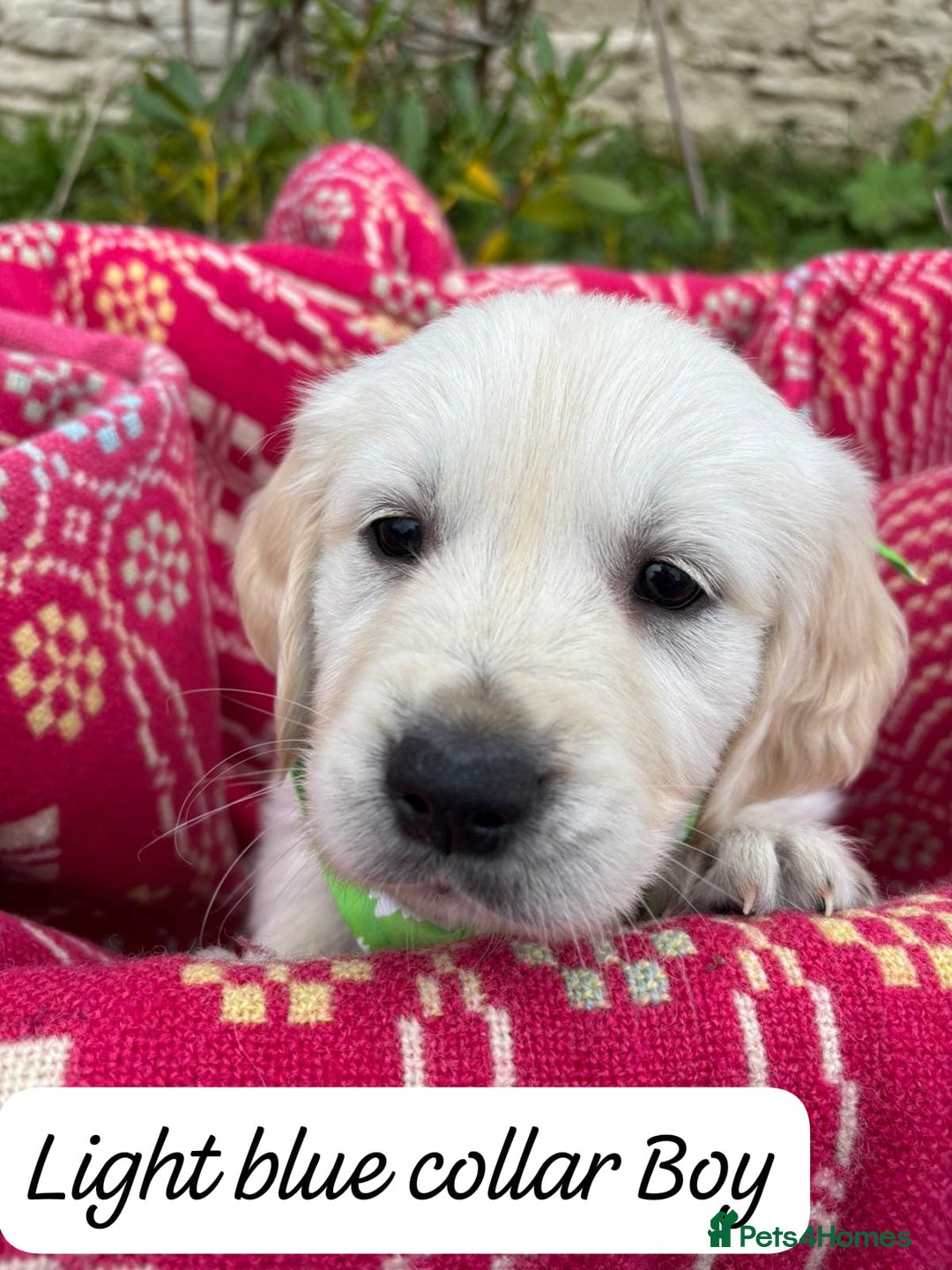 Golden Retriever dogs for sale: ❤️ Superb Litter of Golden Retriever Puppies ❤️ - Image 4