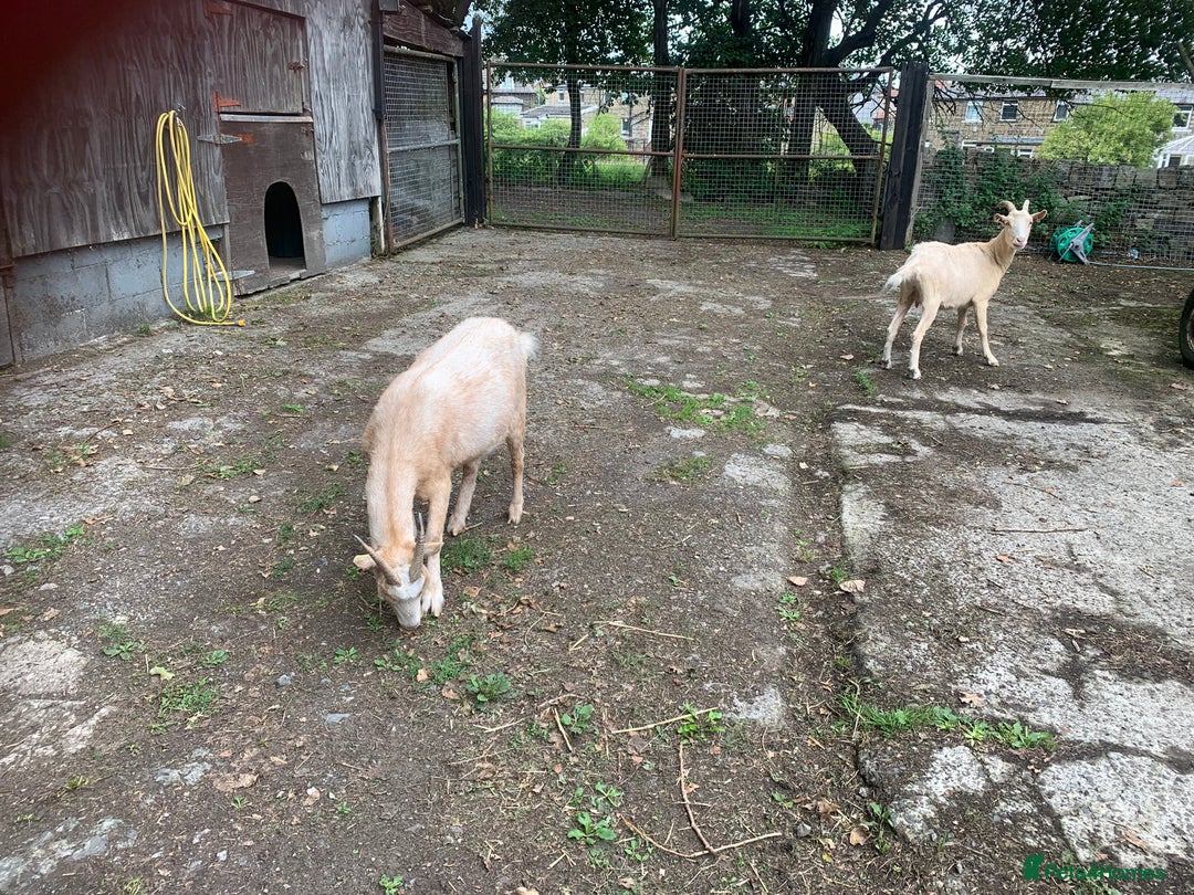 Goats livestock for sale: Golden gurnsey nanny’s  - Image 3