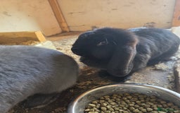 French Lop rabbits for sale: Male and female French lop rabbits for rehoming - Image 2