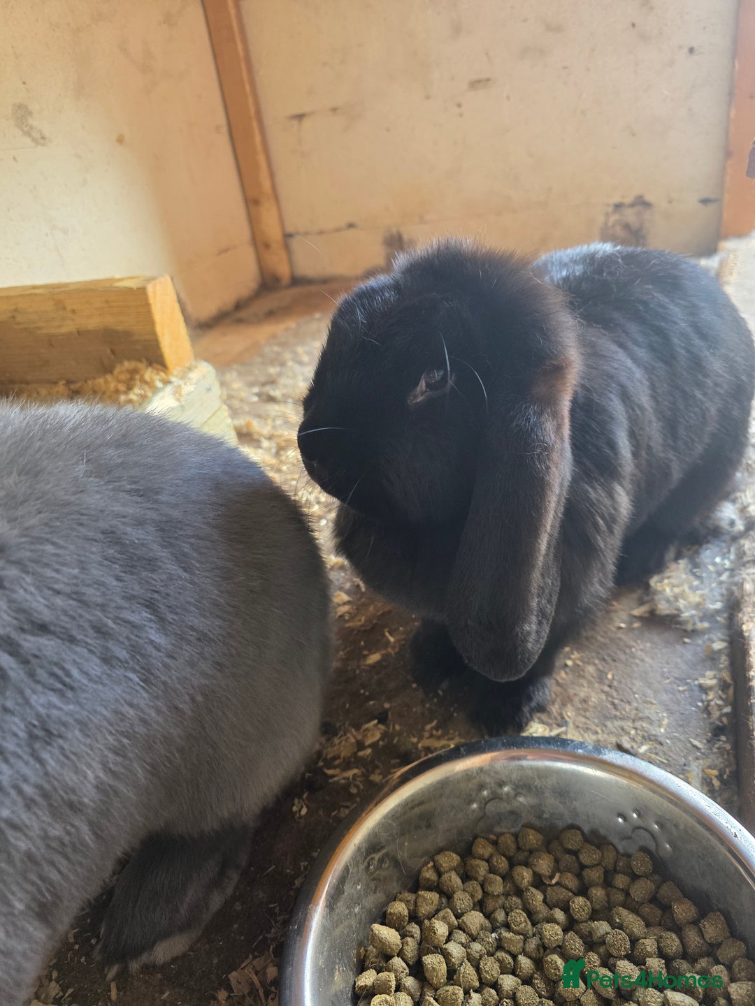 French Lop rabbits for sale: Male and female French lop rabbits for rehoming - Image 2