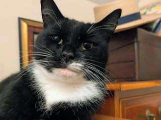 Mixed Breed cats Meet Ninja - Advert 1