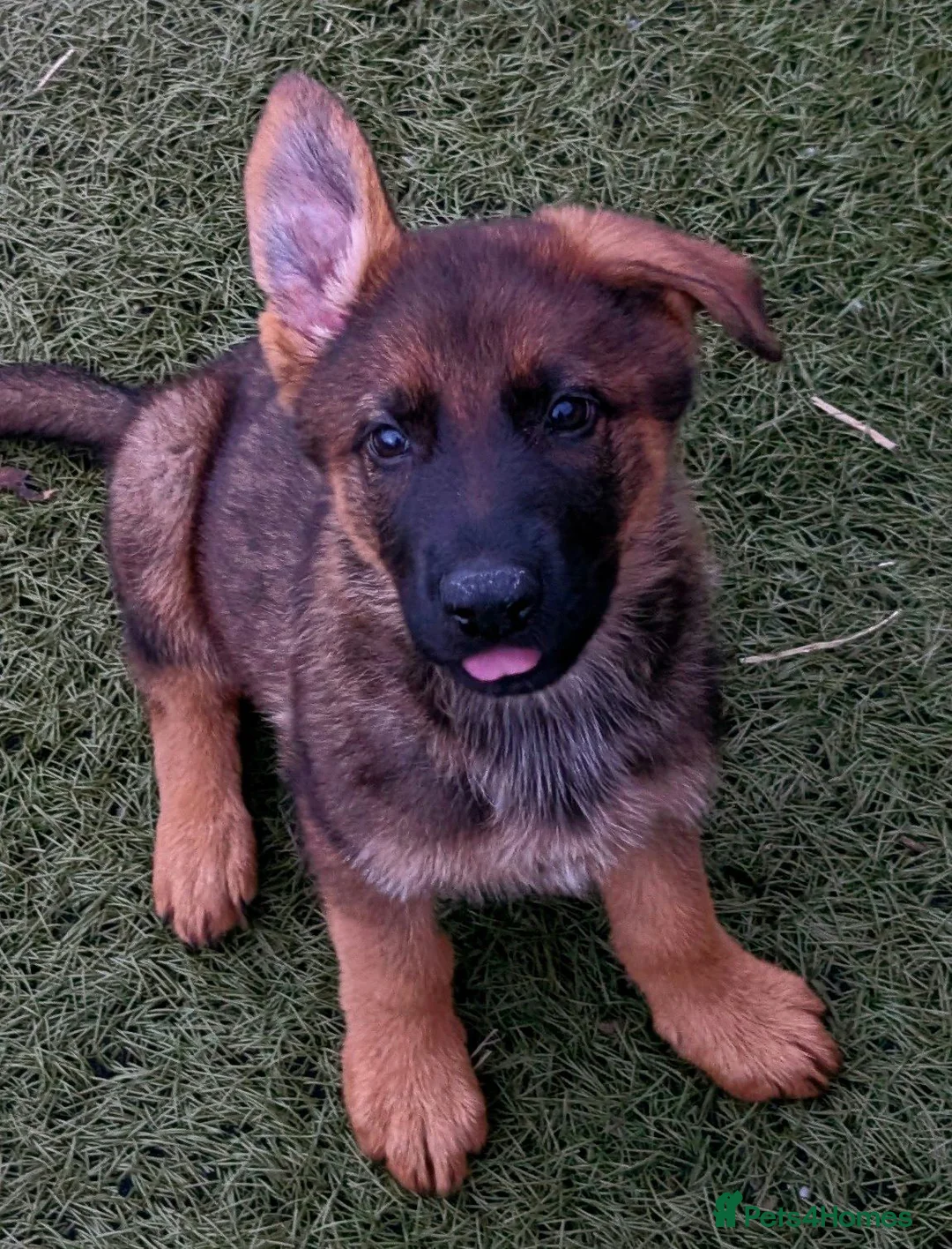 German Shepherd dogs for sale: K.C. reg GSD pups - Advert 2