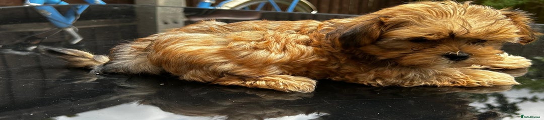 Mixed Breed Puppy 3
