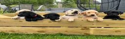 Labrador Retriever dogs for sale: Stunning lab puppies  - Advert 14