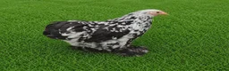 Chickens poultry for sale: POL HENS, CHICKS, QUAIL and DUCKS AVAILABLE  - Advert 5