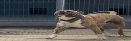 American Bulldog dogs for stud: Stud Bruno  - Advert 3