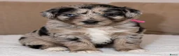 Australian Shepherd dogs for sale: Aussiedoodle puppies F1 health tested parents  - Advert 28