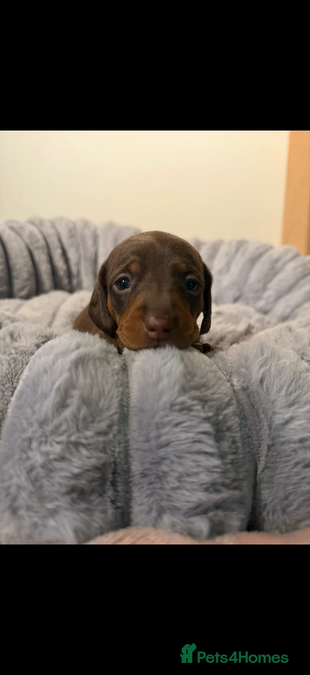 Dachshund dogs for sale: 7 beautiful dachshund pups - Advert 6