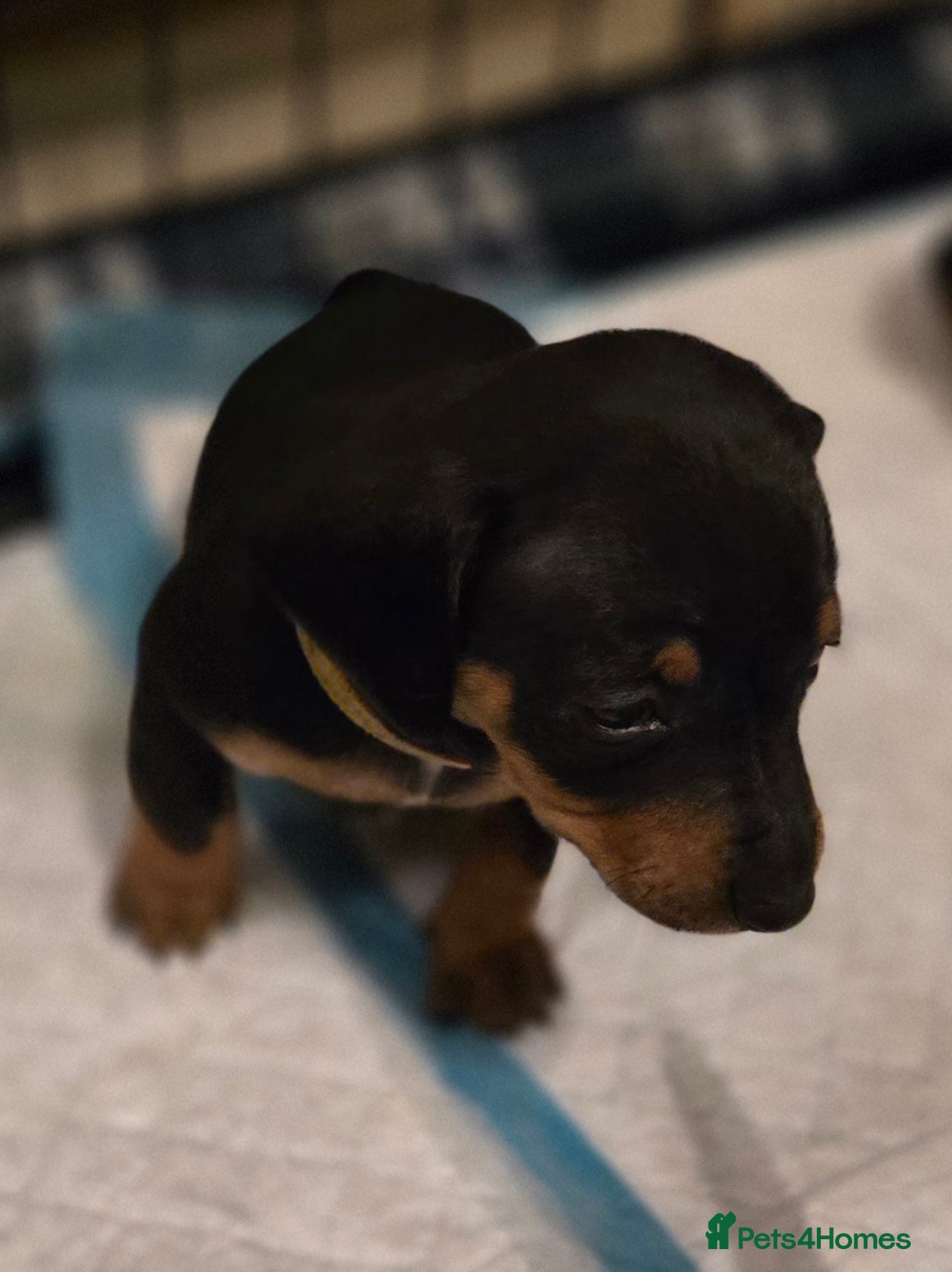 Dachshund dogs Miniature Dachshund crossbreed puppies - Advert 15