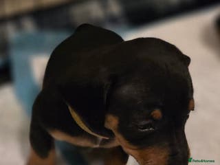 Dachshund dogs Miniature Dachshund crossbreed puppies - Advert 9