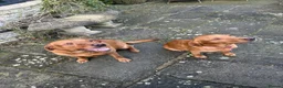 Labrador Retriever dogs for sale: KC Registered Fox Red Labrador Puppies  in Chipping Campden - Advert 2