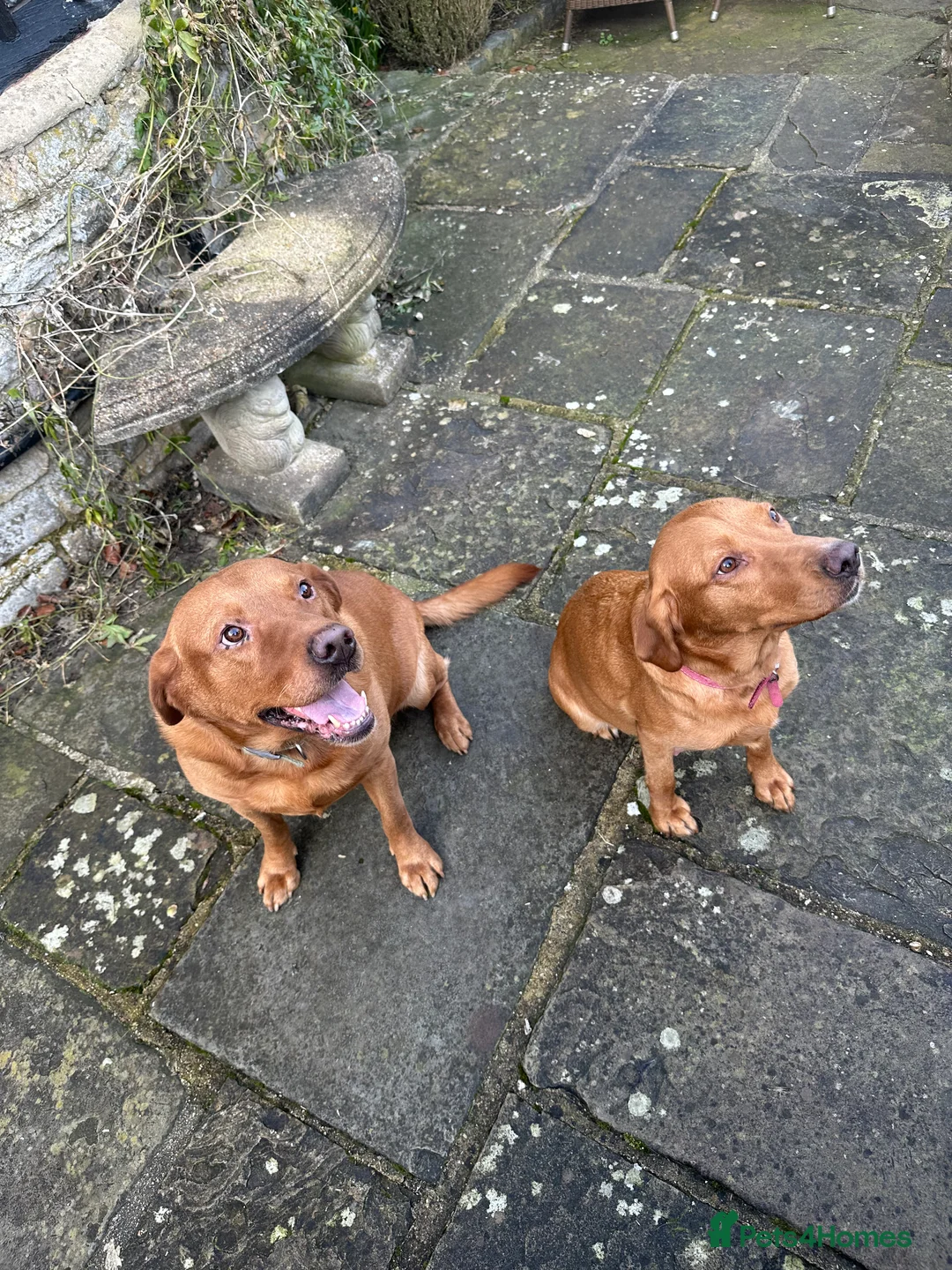 Labrador Retriever dogs for sale: KC Registered Fox Red Labrador Puppies  in Chipping Campden - Advert 2